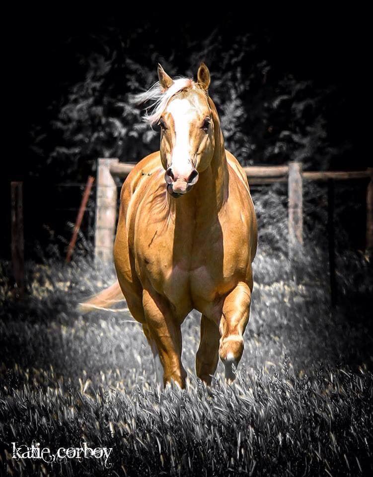 Ice National, State and NPHA Champion of Australia - Palomino Quarter Horse Stallion